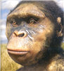 Australopithecus afarensis female