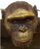 Australopithecus afarensis male