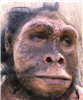 Homo habilis male