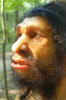 Homo neanderthalensis male
