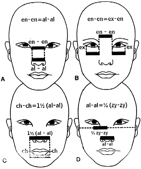 The facial proportions involved in the four horizontal neoclassical canons of facial beauty.