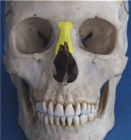 The nasal bones in humans.