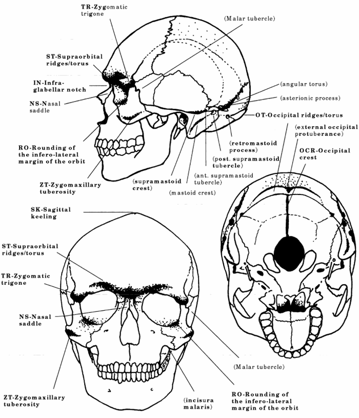 Some features used to assess skull robusticity.